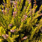 CALLUNA VULGARIS `WINTER CHOCOLATE`