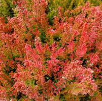 CALLUNA VULGARIS `FIREFLY`