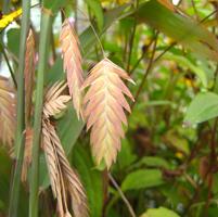 CHASMANTHIUM LATIFOLIUM