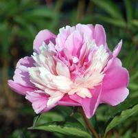 PAEONIA LACTIFLORA `MME. EMILE DEBATENE`