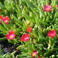 DELOSPERMA JEWEL DESERT `GARNET`