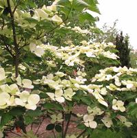 CORNUS X `VENUS`