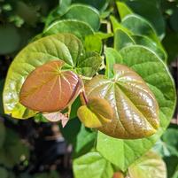 CERCIS CANADENSIS `PINK POMPOMS`