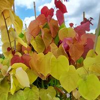 CERCIS CANADENSIS `FLAME THROWER`