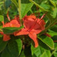 AZALEA CALENDULACEUM