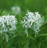 AMSONIA HUBRECTII