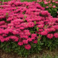 MONARDA `LEADING LADY RAZZBERRY`