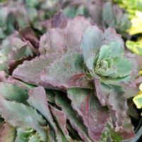 SEDUM `NIGHT LIGHT`