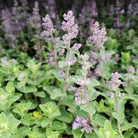 NEPETA `PICTURE PURRFECT`