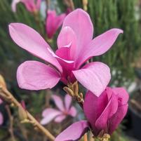 MAGNOLIA LILIIFLORA `ANN`