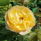 ROSA `ROALD DAHL`