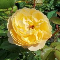 ROSA `ROALD DAHL`