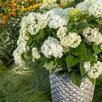 HYDRANGEA ARB. `FLOWERFULL`