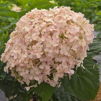 HYDRANGEA ARB. INVINCIBELLE `WEE WHITE`® 2.0