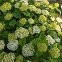 HYDRANGEA ARB. `FLOWERFULL`-Hydrangea