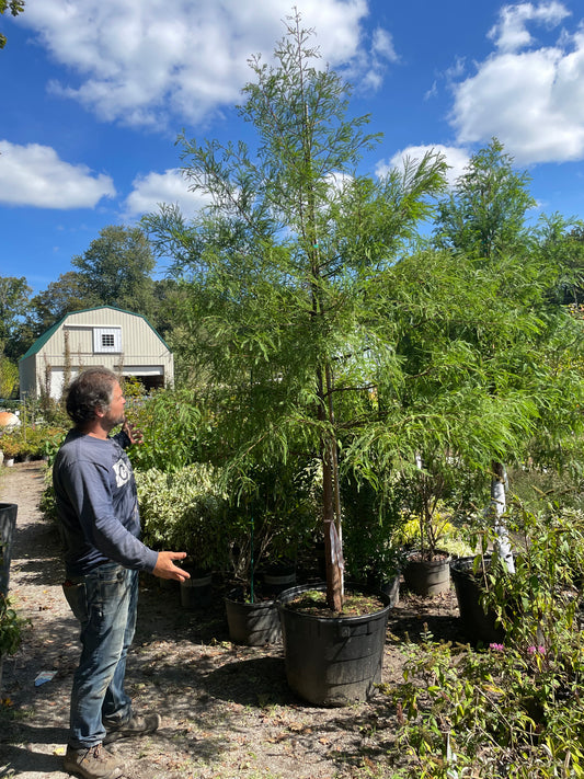 Taxodium distichum 25gal 2" 10-12'