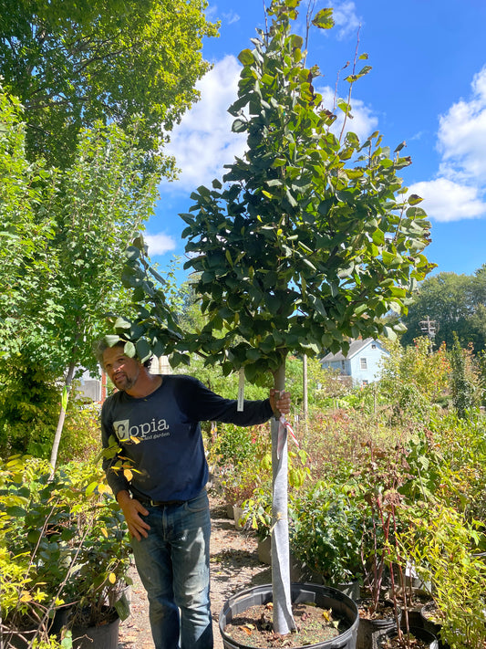 Tilia Redmond 25gal 2" 10-12'