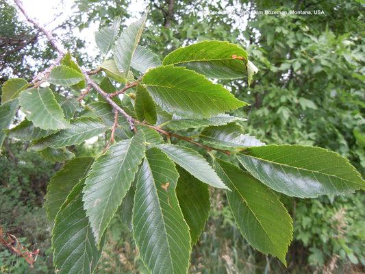 ULMUS AMERICANA