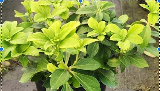 PACHYSANDRA TERMINALIS `GREEN CARPET` - 3`` POT