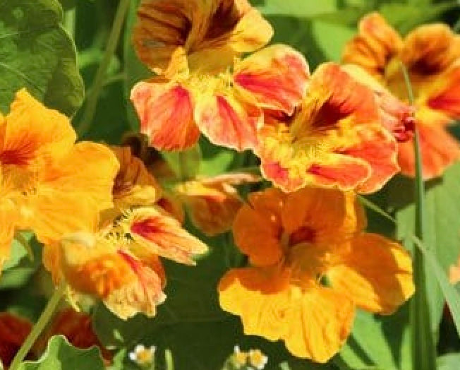 NASTURTIUM `KALEIDOSCOPE MIX`