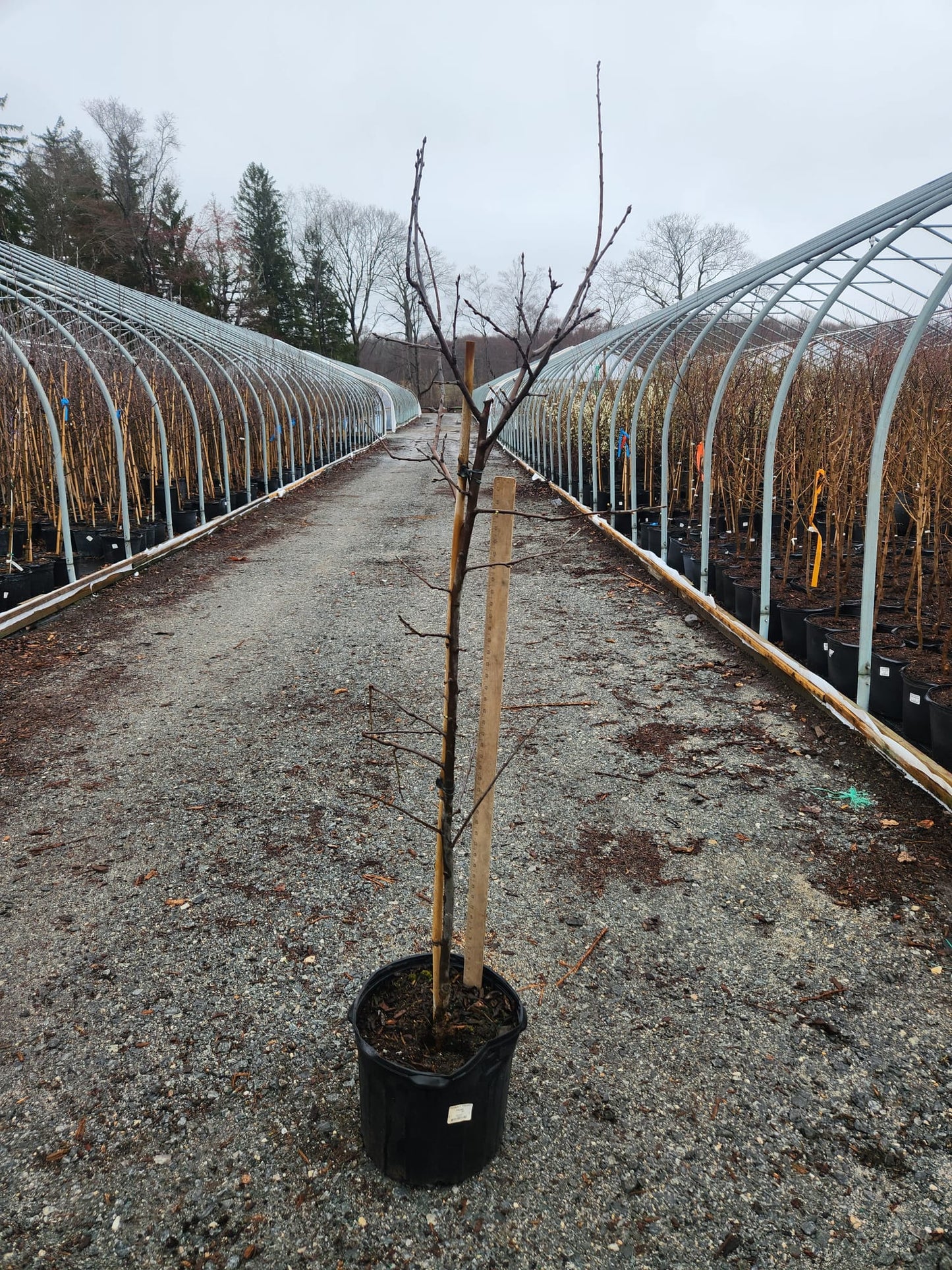 PRUNUS X `ITALIAN` PRUNE