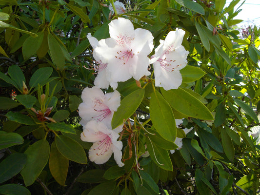 RHODODENDRON `WHITE PETER` -Rhododendron
