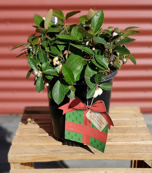 GAULTHERIA PROCUMBENS `WINTER FIESTA`