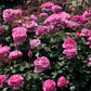 ROSA `YVES PIAGET`