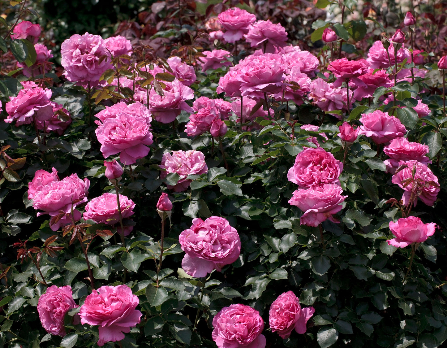 ROSA `YVES PIAGET`