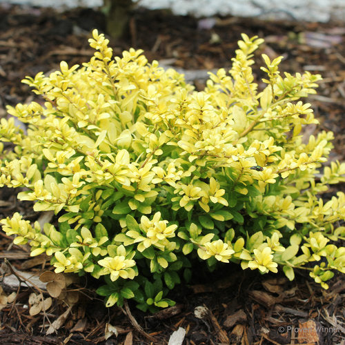 ILEX CRENATA `BRASS BUCKLE`