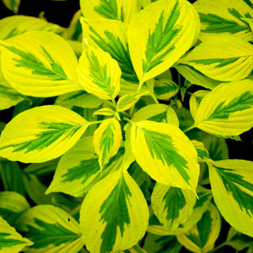 CORNUS ALTERNIFOLIA `GOLDEN SHADOWS`