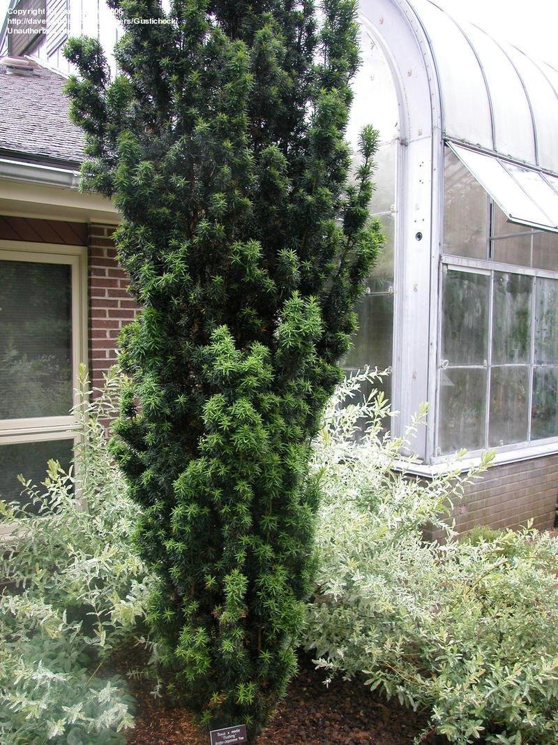 TAXUS x media Flushing-Hybrid yew