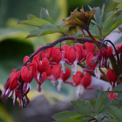 DICENTRA SPECTABILIS `VALENTINE`