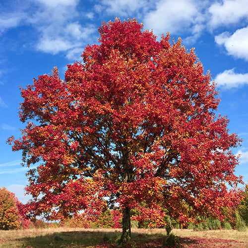 ACER rubrum Redpointe-Red maple