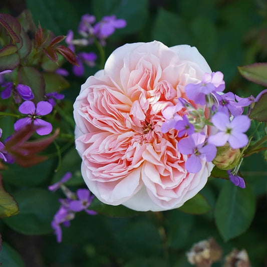 ROSA `EVELYN`