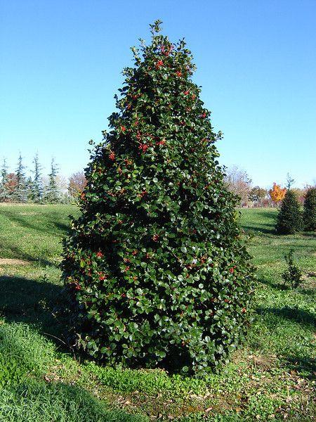 ILEX opaca Satyr Hill-American holly