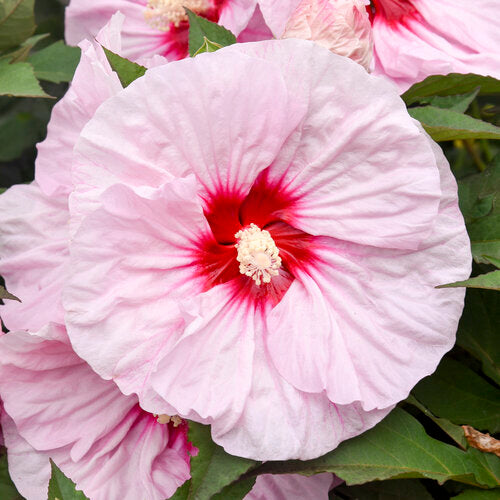 HIBISCUS SUMMERIFIC `ALL EYES ON ME`