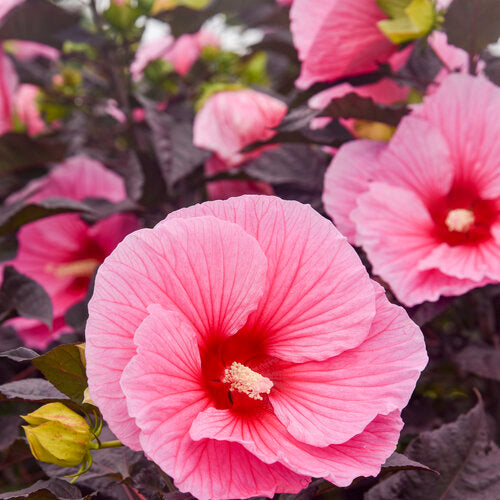 HIBISCUS SUMMERIFIC `EDGE OF NIGHT`