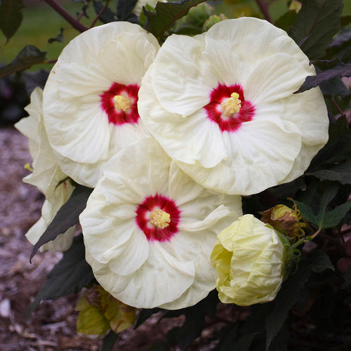 HIBISCUS SUMMERIFIC `FRENCH VANILLA`