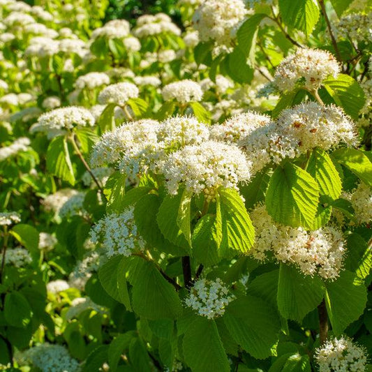 VIBURNUM dil. Asian Beauty-Linden viburnum