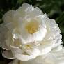 PAEONIA LACTIFLORA `GARDENIA` (WHITE)