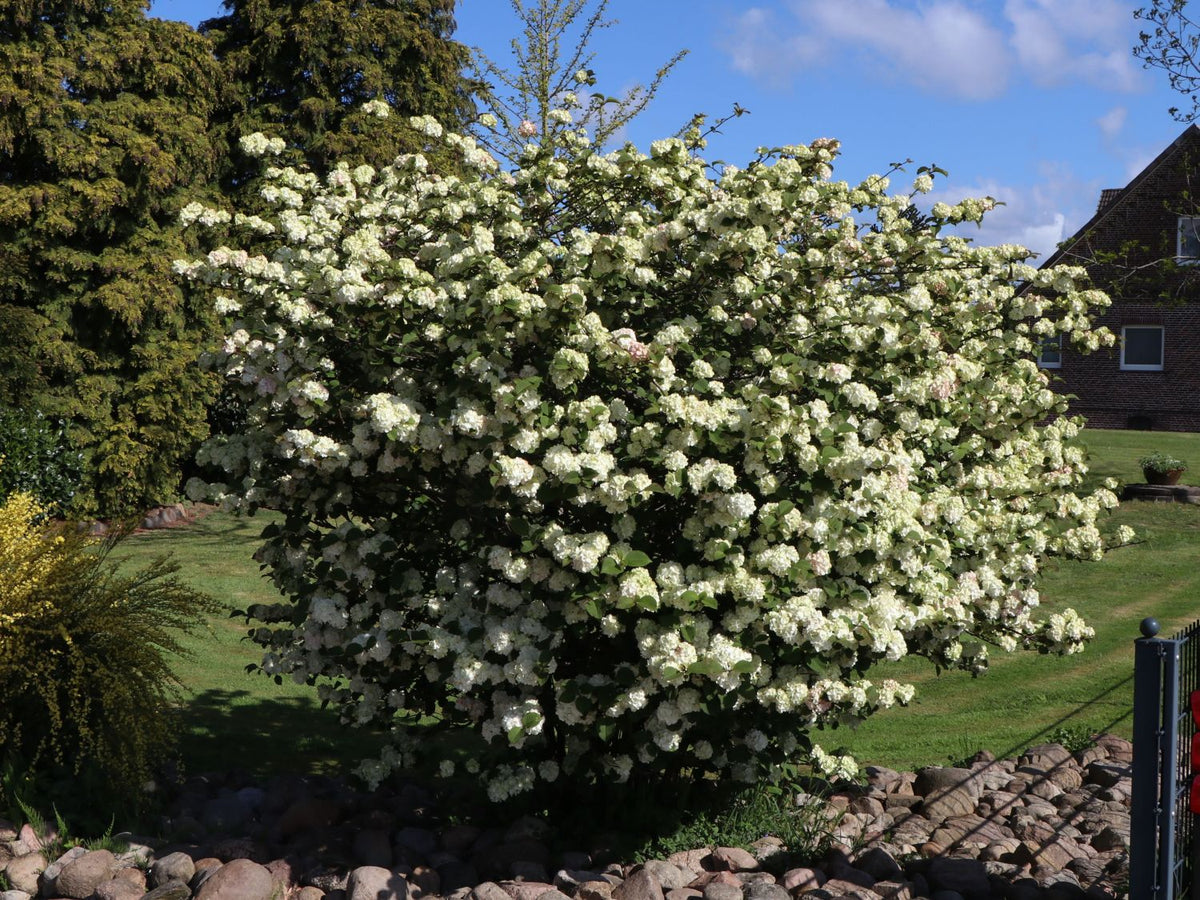 VIBURNUM pl v tom Popcorn-Doublefile viburnum