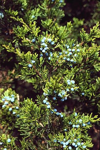 Eastern Red Cedar | Juniperus Virginiana | EMERALD SENTINEL 8-10' B&B