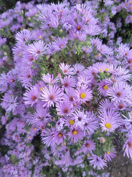 Symphyotrichum oblong ‘October Skies’ 3.42L
