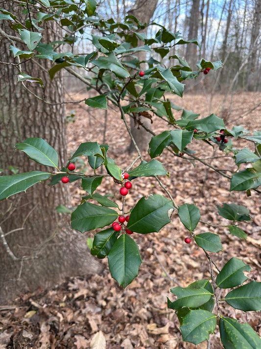 ILEX OPACA `SATYR HILL` - FEMALE