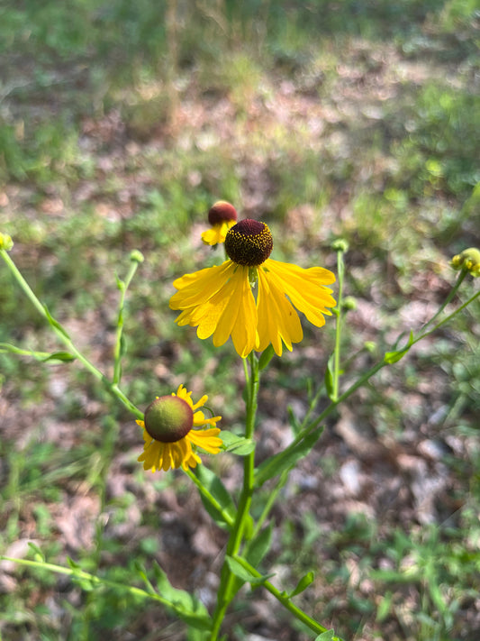 HELENIUM FLEXUOSUM-Helenium