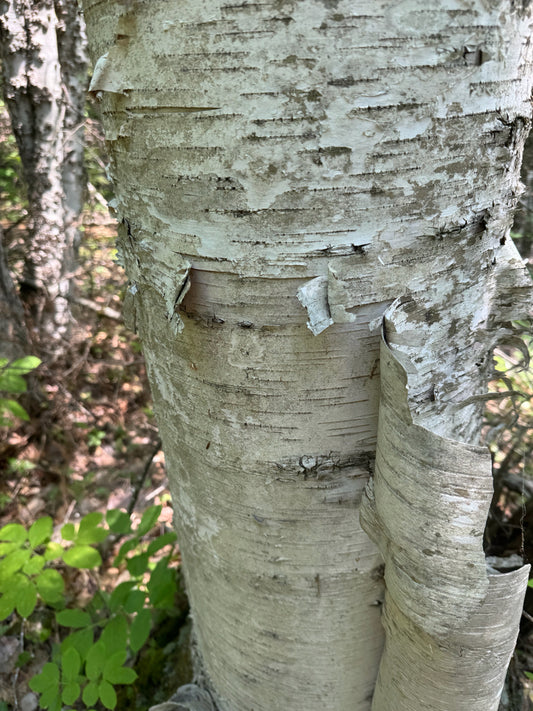 BETULA POPULIFOLIA `WHITESPIRE` - CLUMP-Birch