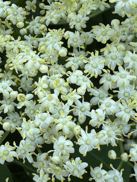 SAMBUCUS CANADENSIS `RANCH`-Elderberry