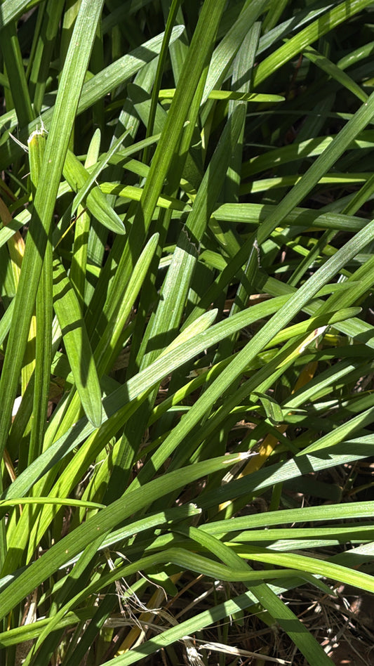 LIRIOPE MUSCARI `MONROE WHITE`-lilyturf
