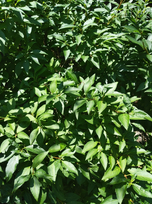 ILEX VERTICILLATA `SOUTHERN GENTLEMAN`-Holly